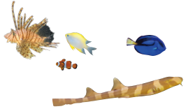 魚たち