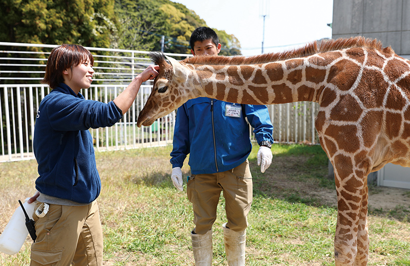 動物園 の 飼育 員 に なるには 高校