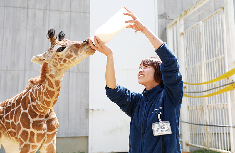 動物園飼育員〜九十九島動植物園 森きらら 卒業生インタビュー｜大阪ECO動物海洋専門学校 大阪エコ