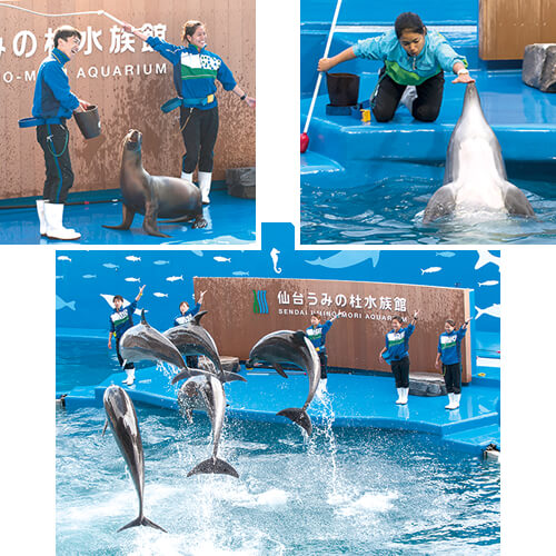 ドルフィン 海獣トレーナー 水族館飼育スタッフ 仙台うみの杜水族館 発見 探検 プロの仕事場 大阪eco動物海洋専門学校 大阪エコ