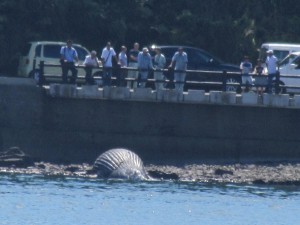 クジラ