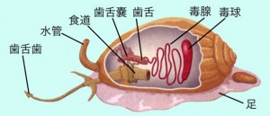 アンボイナ毒腺