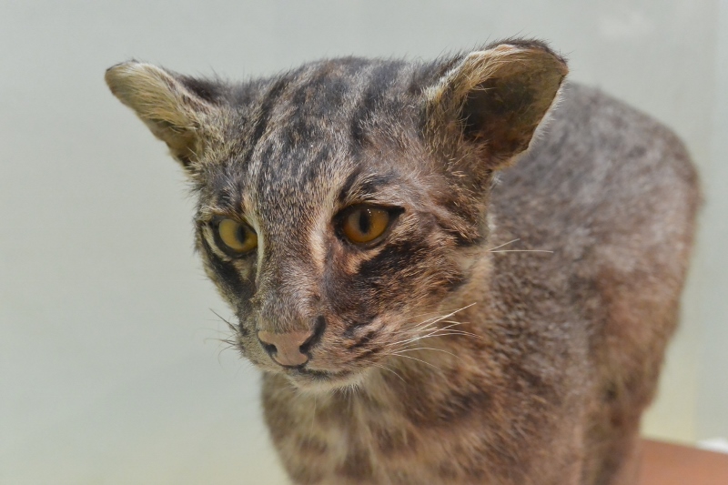 イリオモテヤマネコ保護プロジェクト 野生動物 環境保護専攻 Eco日和 動物 専門学校 大阪eco動物海洋専門学校 大阪エコ