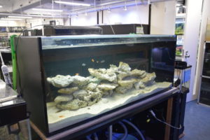やっときました シクリッド 水族館 アクアリスト専攻 Eco日和 動物 専門学校 大阪eco動物海洋専門学校 大阪エコ