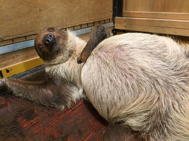 お腹パンパン 動物飼育ブログ 動物 専門学校 大阪eco動物海洋専門学校 大阪エコ