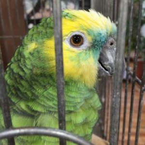 インコ