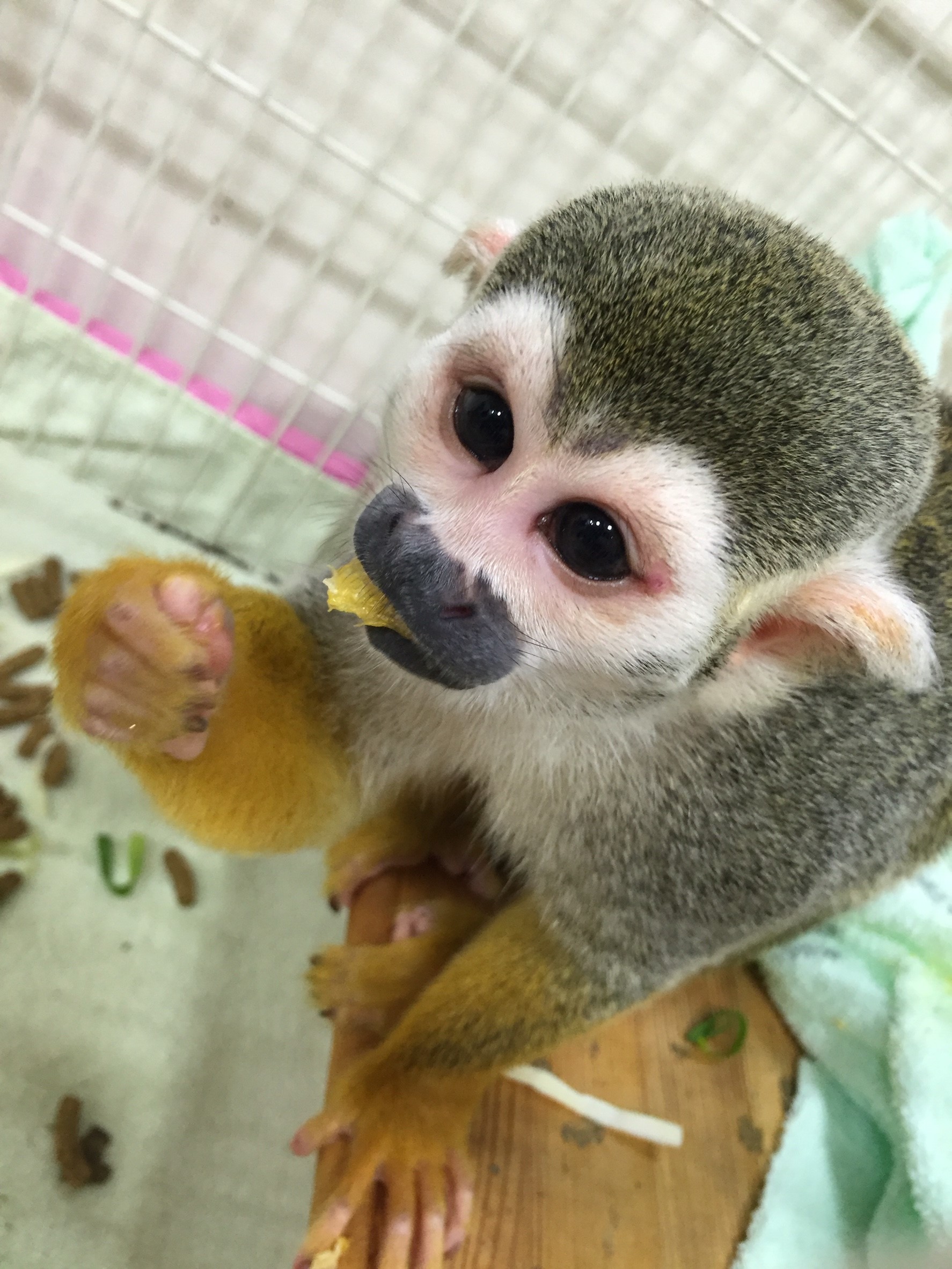 リスザルのコタロウ 動物飼育ブログ 動物 専門学校 大阪eco動物海洋専門学校 大阪エコ