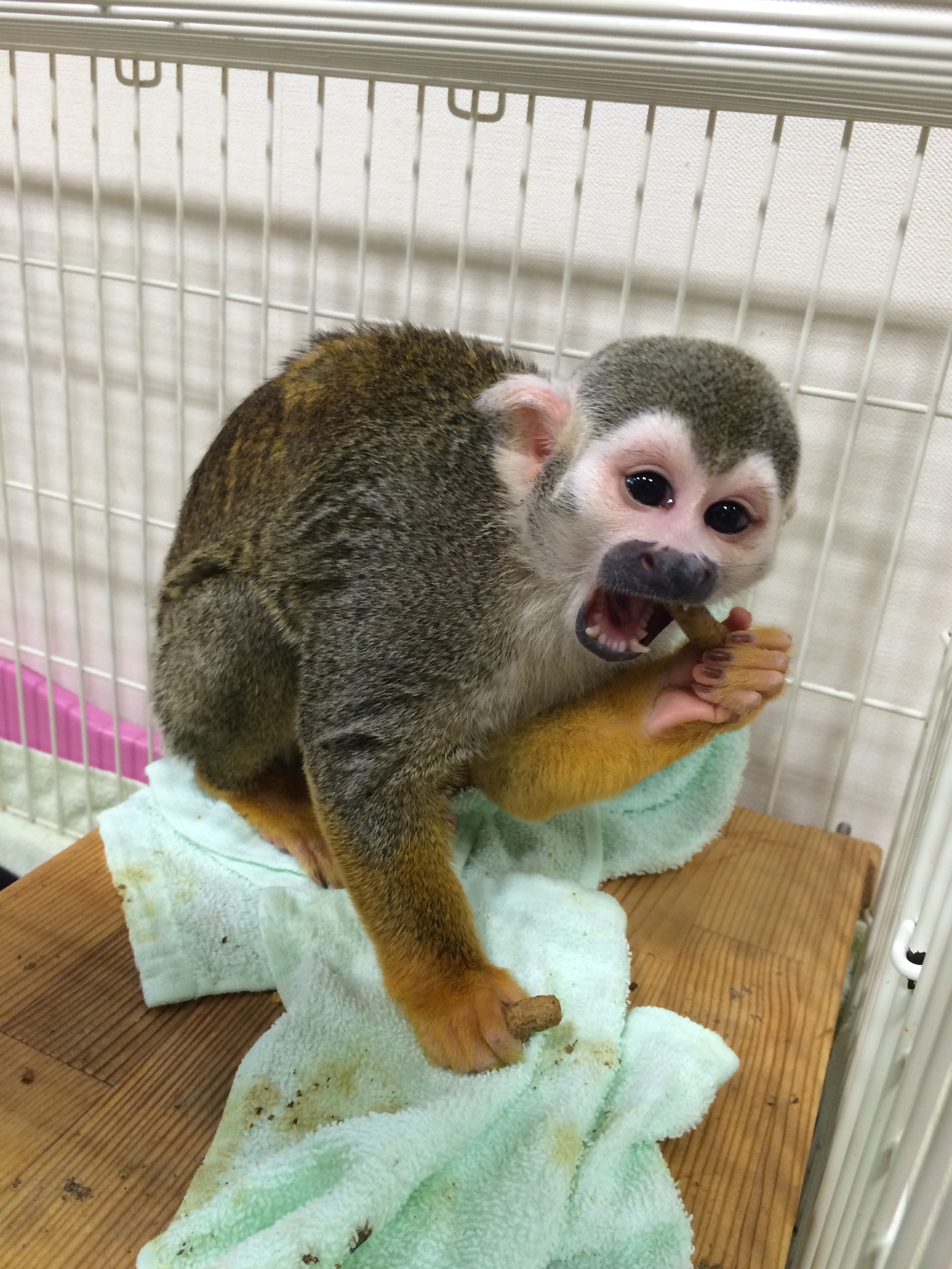 リスザルのコタロウ 動物飼育ブログ 動物 専門学校 大阪eco動物海洋専門学校 大阪エコ