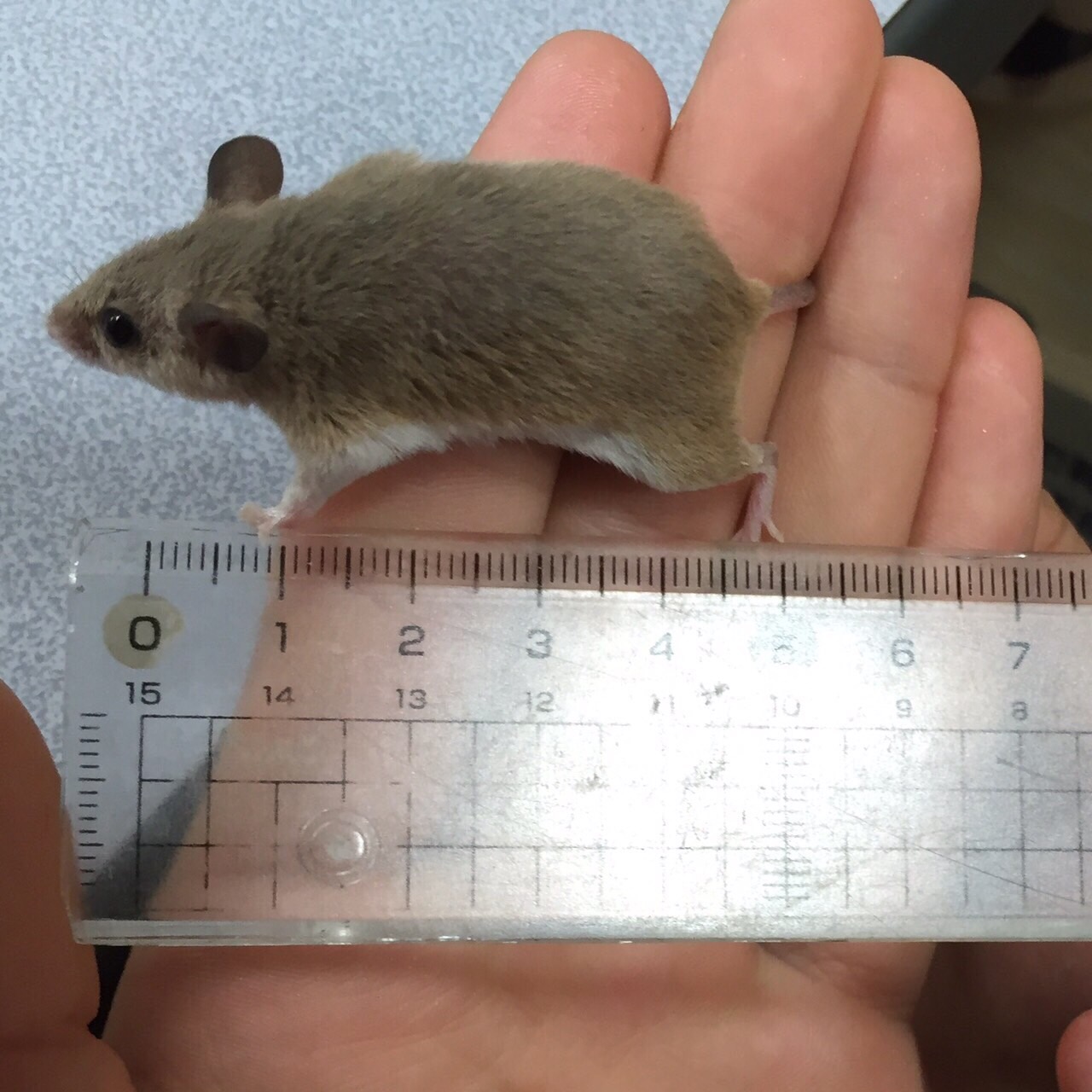 大きさ比べ 世界最小ネズミと世界最大ネズミ 動物飼育ブログ 動物 専門学校 大阪eco動物海洋専門学校 大阪エコ