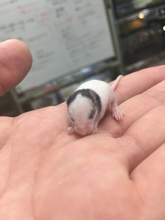 小さいパンダ ショップゼミ 動物飼育ブログ 動物 専門学校 大阪eco動物海洋専門学校 大阪エコ