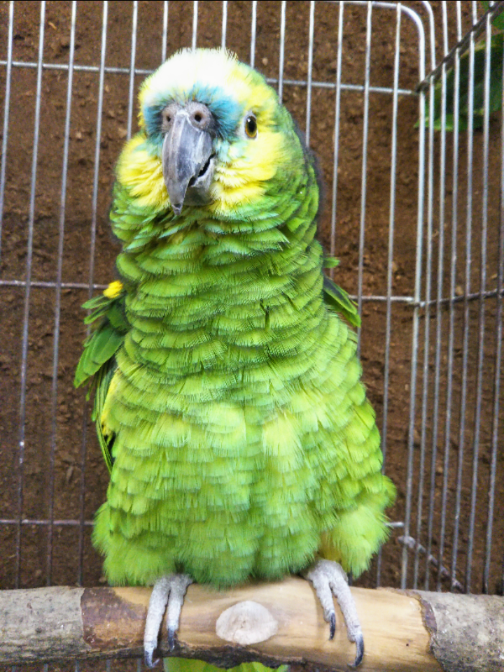 おしゃべり大好き 動物飼育ブログ 動物 専門学校 大阪eco動物海洋専門学校 大阪エコ