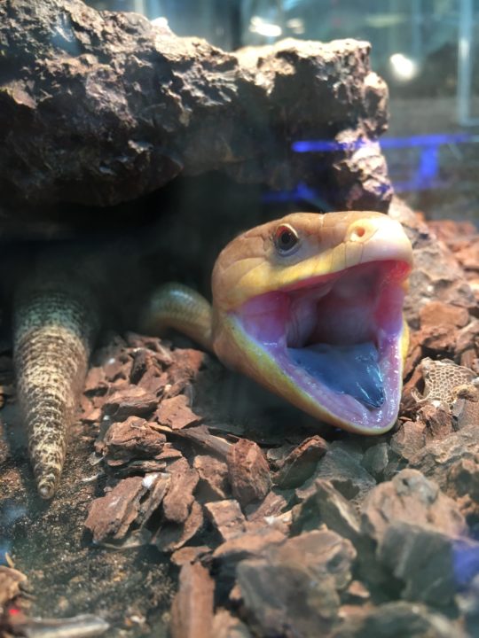 シャッターチャンス ショップゼミ 動物飼育ブログ 動物 専門学校 大阪eco動物海洋専門学校 大阪エコ