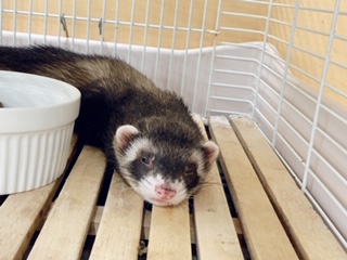 いたちの寝姿 動物飼育ブログ 動物 専門学校 大阪eco動物海洋専門学校 大阪エコ