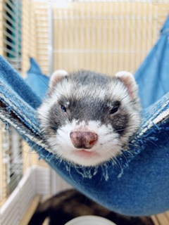 いたちの寝姿 動物飼育ブログ 動物 専門学校 大阪eco動物海洋専門学校 大阪エコ