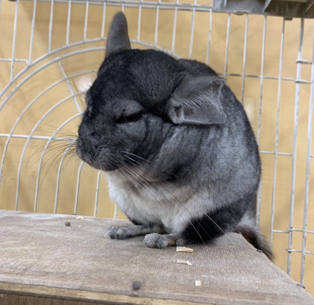 チンチラのモナカとサブレ 動物飼育ブログ 動物 専門学校 大阪eco動物海洋専門学校 大阪エコ