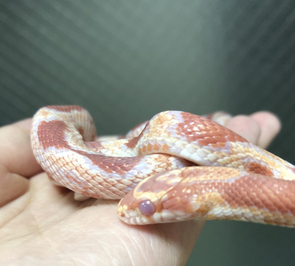 仔ヘビの成長 動物飼育ブログ 動物 専門学校 大阪eco動物海洋専門学校 大阪エコ