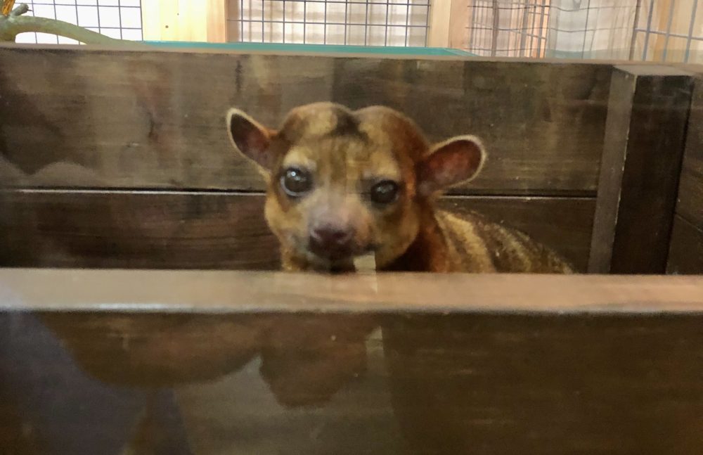 お初にお目にかかります 動物飼育ブログ 動物 専門学校 大阪eco動物海洋専門学校 大阪エコ