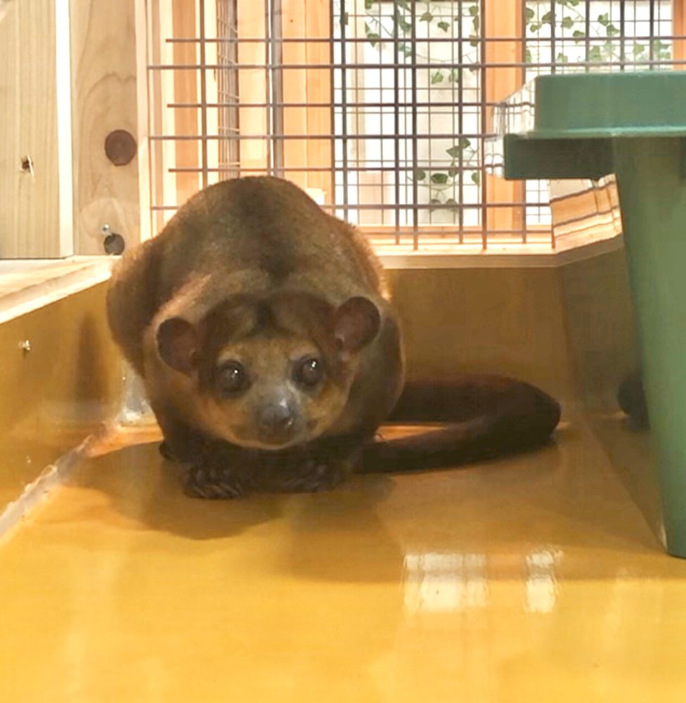 お初にお目にかかります 動物飼育ブログ 動物 専門学校 大阪eco動物海洋専門学校 大阪エコ