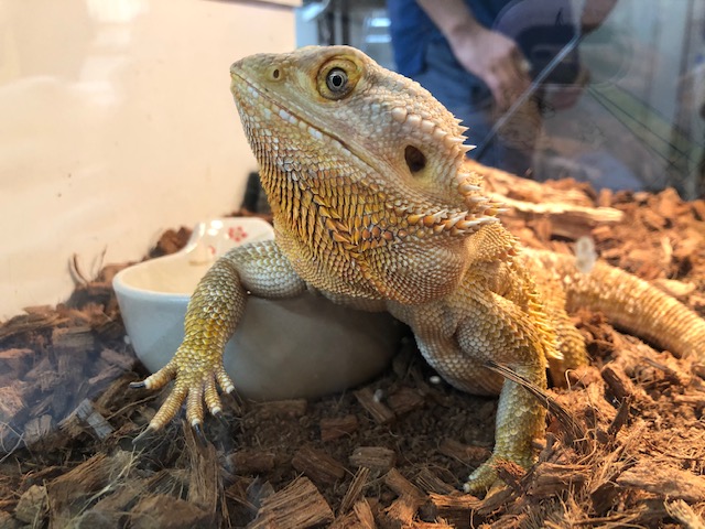 野生感 ショップゼミ 動物飼育ブログ 動物 専門学校 大阪eco動物海洋専門学校 大阪エコ