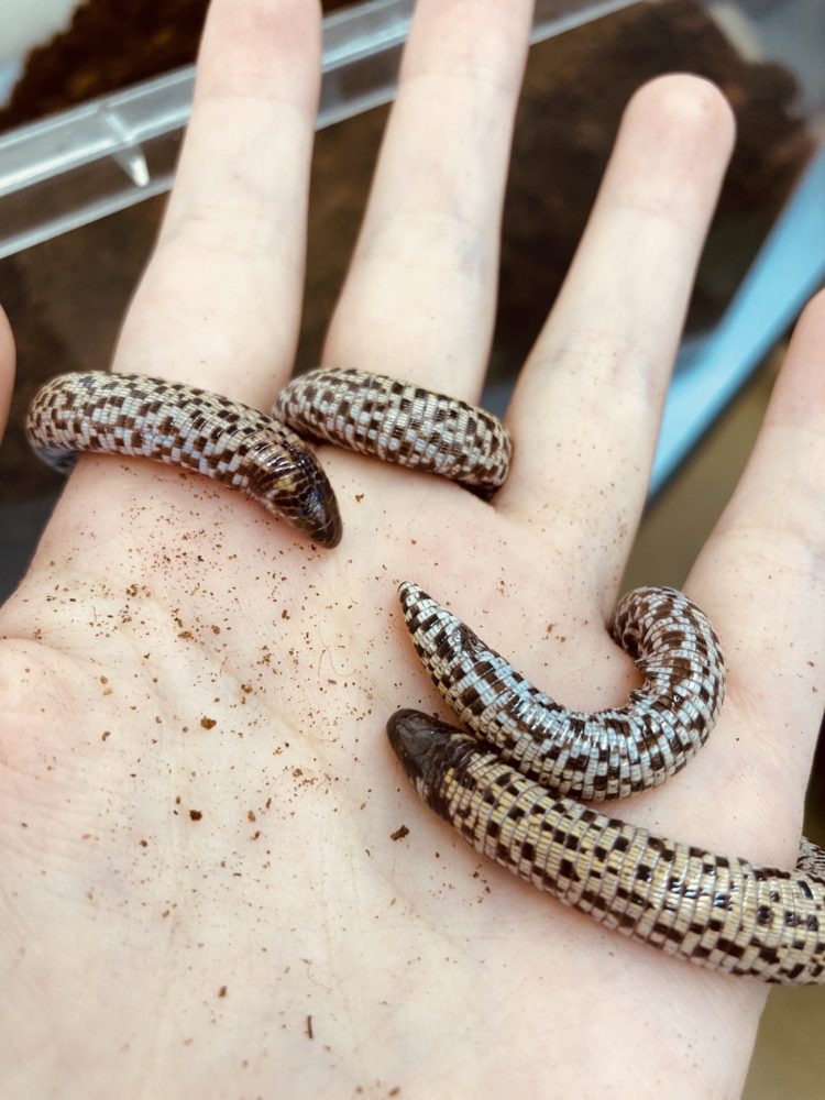 ショップゼミ ヘビ ミミズ 動物飼育ブログ 動物 専門学校 大阪eco動物海洋専門学校 大阪エコ