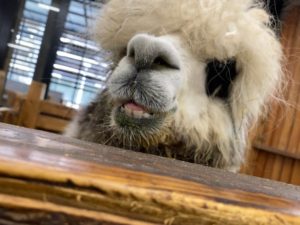 動物飼育ブログ 動物 専門学校 大阪eco動物海洋専門学校 大阪エコ