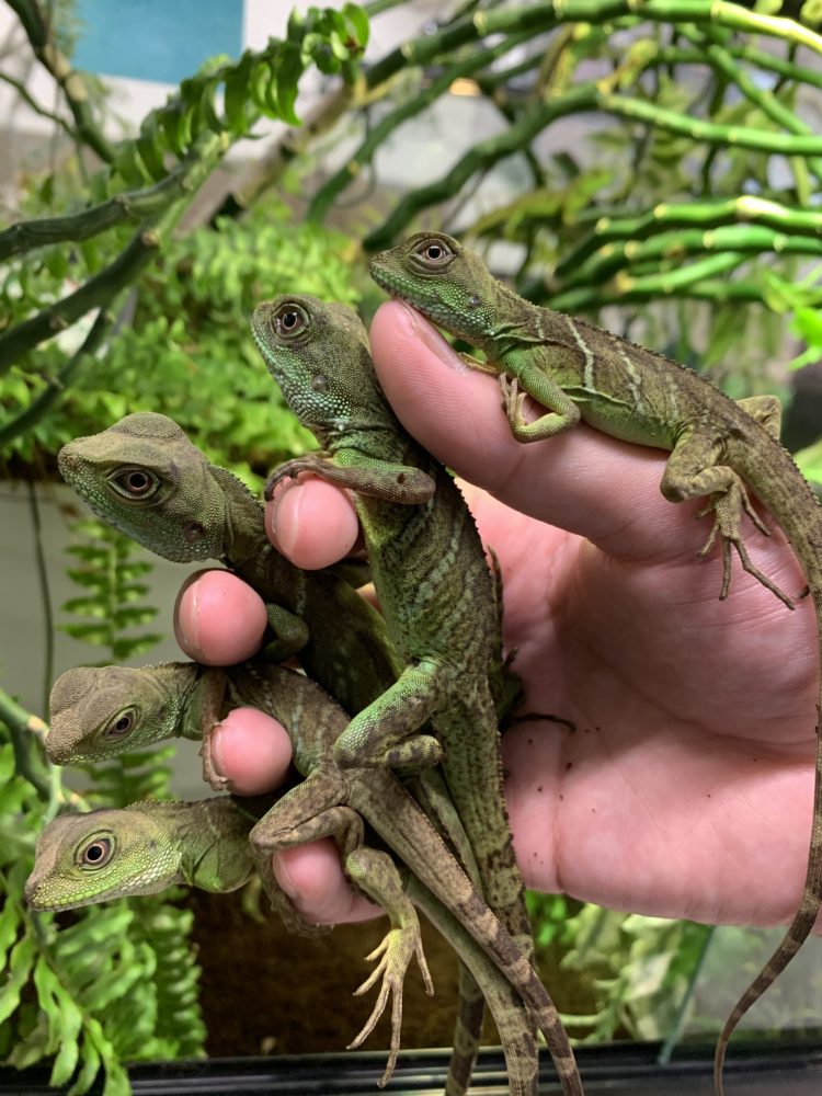 ショップゼミ 令和ベビーたち 動物飼育ブログ 動物 専門学校 大阪eco動物海洋専門学校 大阪エコ