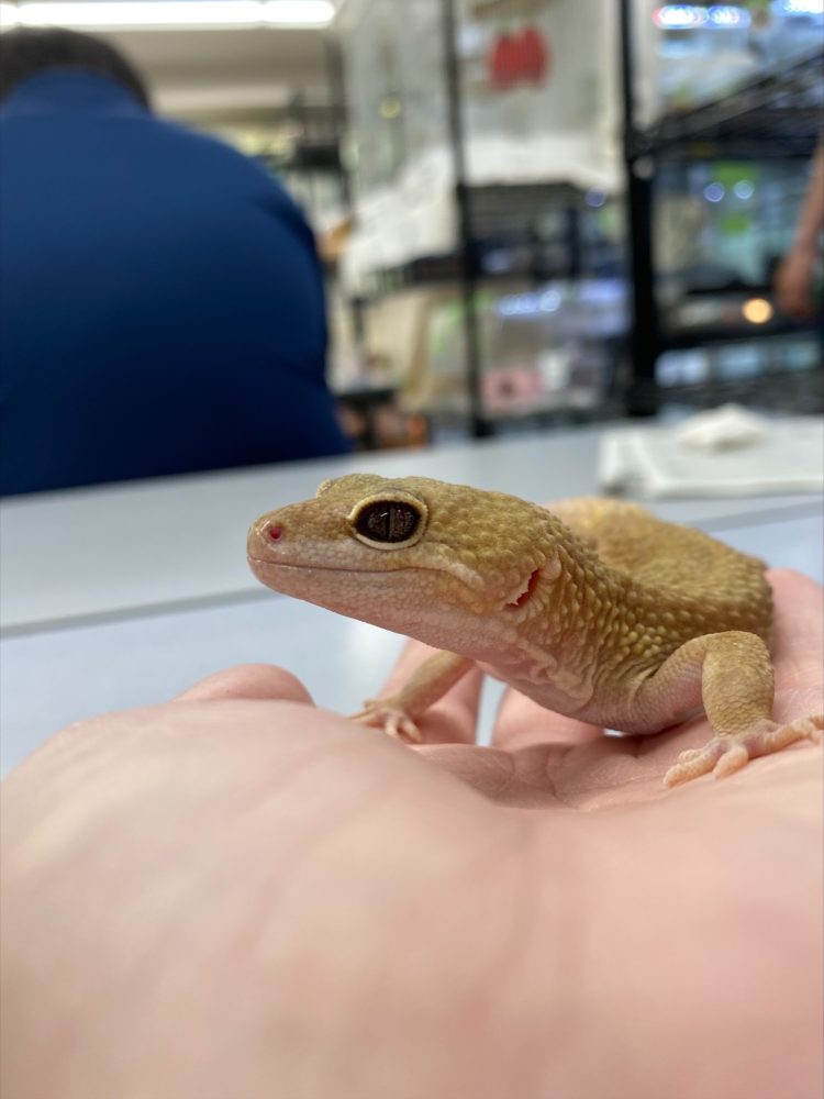 ショップゼミ 必殺 自刃 動物飼育ブログ 動物 専門学校 大阪eco動物海洋専門学校 大阪エコ