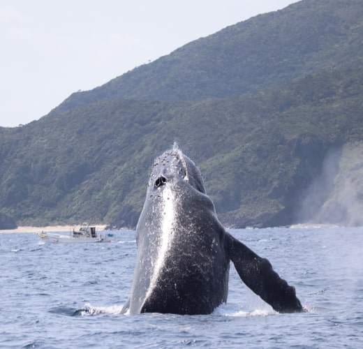 水面に顔を覗かせるクジラ