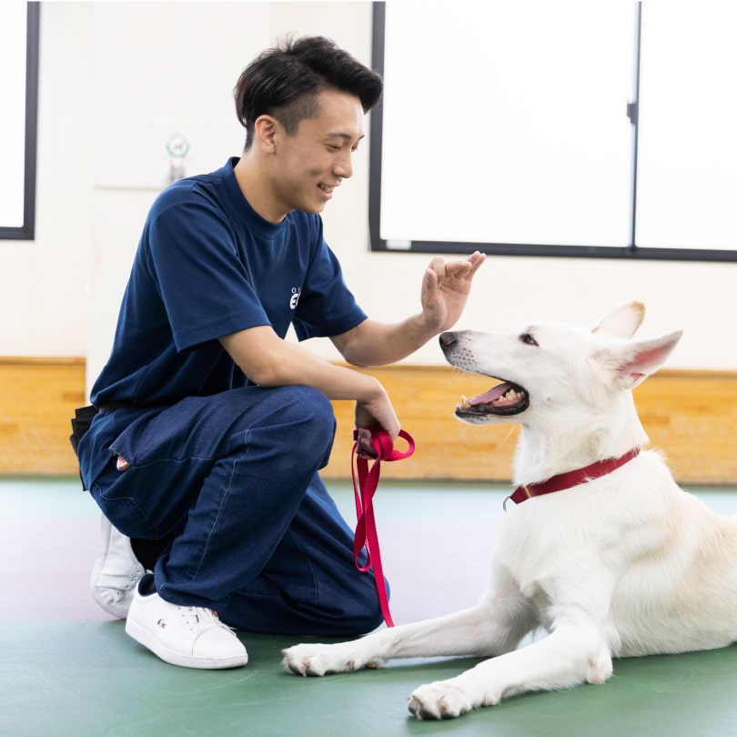 ワンちゃんのトレーニングをする学生