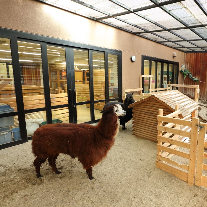 大阪ECO動物園のアルパカたち