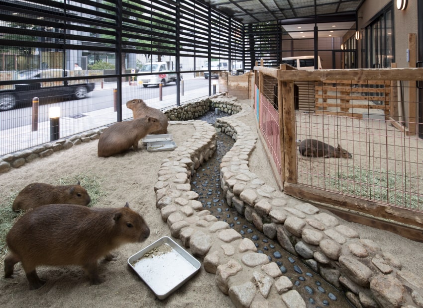 大阪ECO動物園のカピバラたち