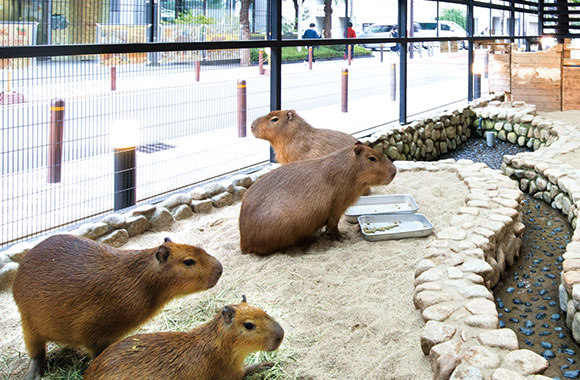 大阪ECO動物園